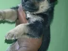 German Shepherd Puppy