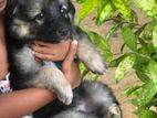German Shepherd Puppy
