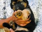 German shepherd Puppies