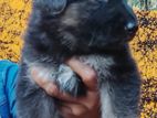 German Shepherd Puppies