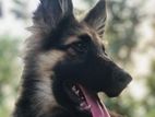 German Shepherd