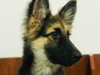 German Shepherd Puppy