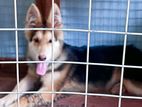 German Shepherd