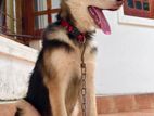 German Shepherd Dog