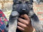 German Shepherd Puppies