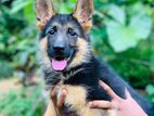 German Shepherd Puppy