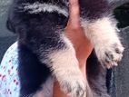 German Shepherd Female Puppies