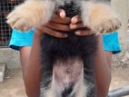 German Shepherd Puppy