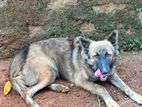 German Shepherd