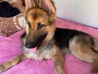 German Shepherd Dog