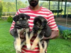 German Shepherd Puppies