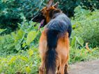 German Shepherd Male Dog for Crossing