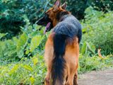 German Shepherd Male Dog for Crossing