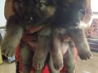 German Shepherd Puppies