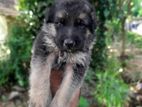 German Shepherd Puppy