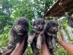 German Shepherd Puppies