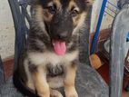 German Shepherd