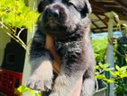 German Shepherd Puppies