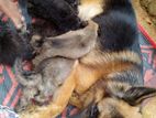 German Shepherd Puppies
