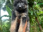 German shepherd