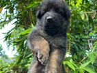 German Shepherd Puppy