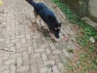 German shepherd