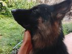 German shepherd