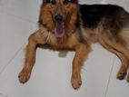 German Shepherd
