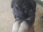 German Shepherd Puppy