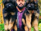 German shepherd