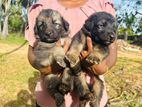 German Shepherd Puppies