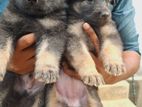 German Shepherd Puppies