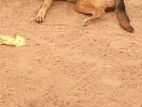 German shepherd