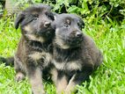 German Shepherd Puppies