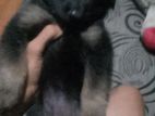 German Shepherd Puppies