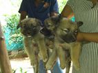 German Shepherd Puppies