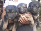 German Shepherd Puppies