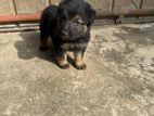 German Shepherd Puppy