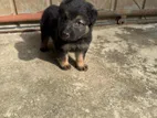 German Shepherd Puppy