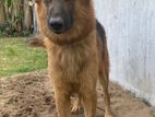 German Shepherd Dog