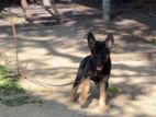 German Shepherd Puppies