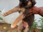 German Shepherd Puppy