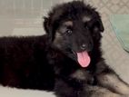German Shepherd Puppies
