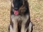 German Shepherd Puppy