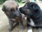 German Shepherd Puppies