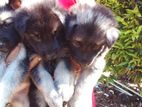 German Shepherd Puppies