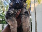 German Shepherd Puppy