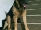 German Shepherd Dog for Kind Home