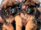 German Shepherd Puppy