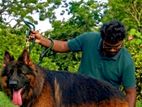 German Shepherd